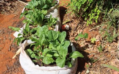 Pastoralist Households in Abudwak, Somalia are Venturing into Kitchen Garden Farming