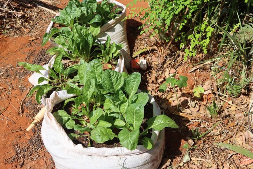 Pastoralist Households in Abudwak, Somalia are Venturing into Kitchen Garden Farming