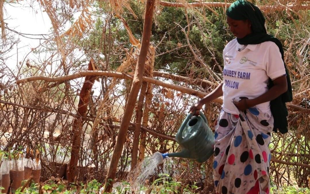 Building Resilience to Climate Change through Agroforestry in Somalia