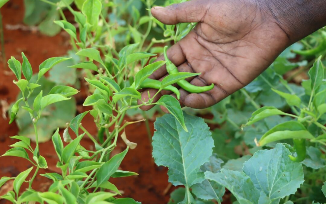 Enhancing Household Nutrition through Kitchen Garden Farming in the Kulmiye IDP Camp