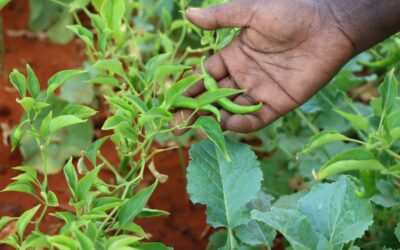 Enhancing Household Nutrition through Kitchen Garden Farming in the Kulmiye IDP Camp