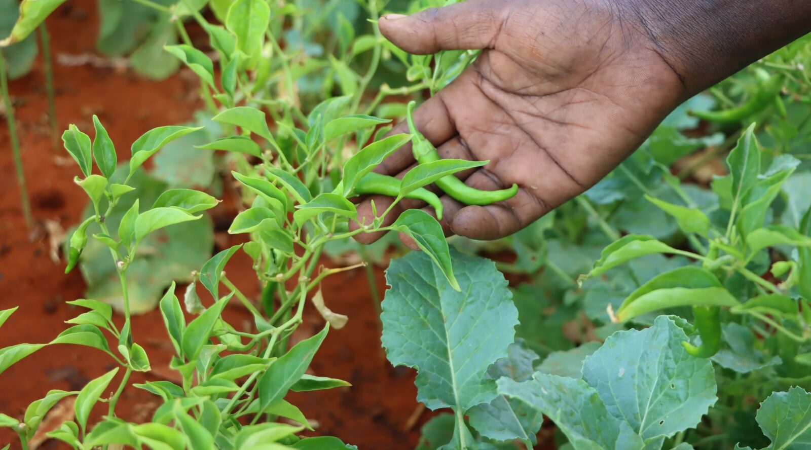 Enhancing Household Nutrition through Kitchen Garden Farming in the Kulmiye IDP Camp