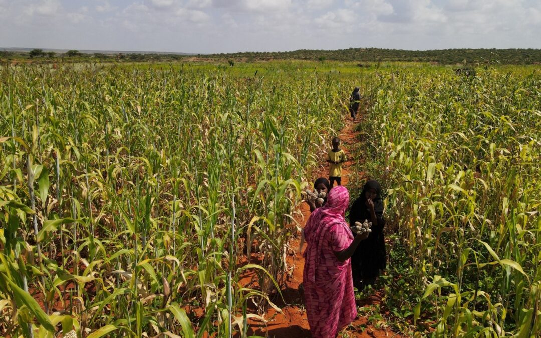 How Farmer Field Days Empowered Mama Hawa