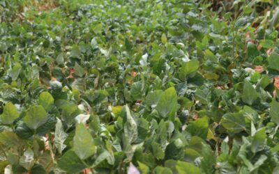 A Community’s Journey towards Improved Food Security