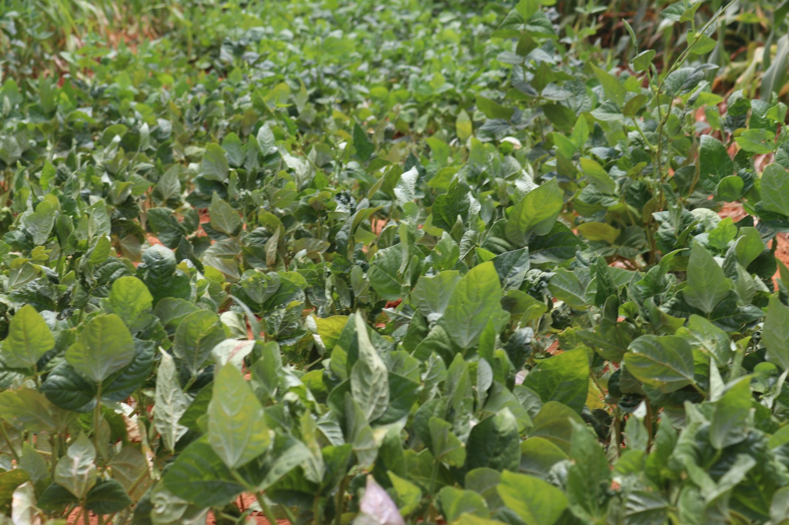 A Community’s Journey towards Improved Food Security