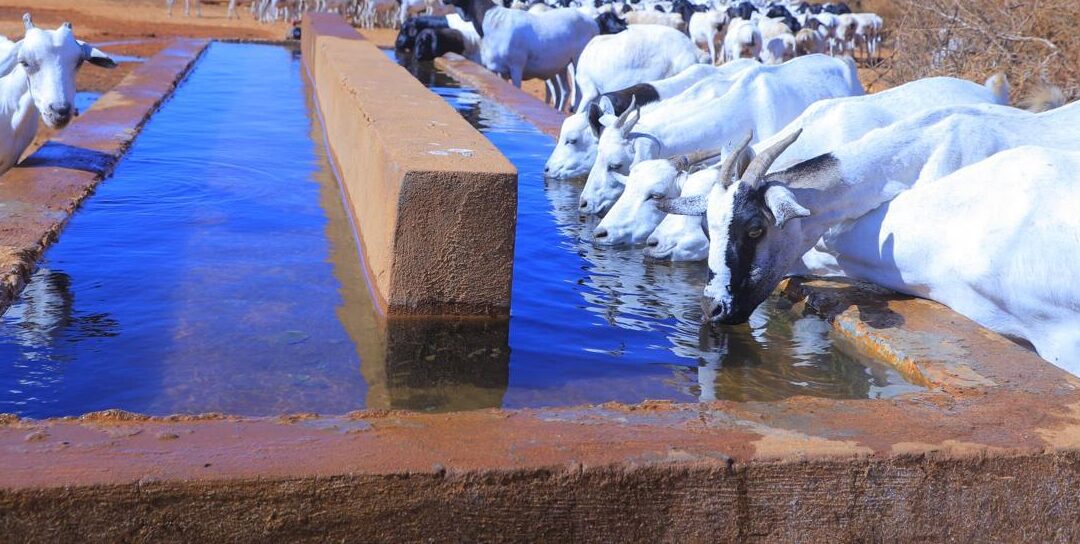 Providing Clean Water Access for Communities in Aricadeys
