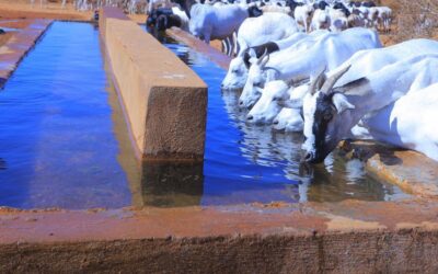 Providing Clean Water Access for Communities in Aricadeys