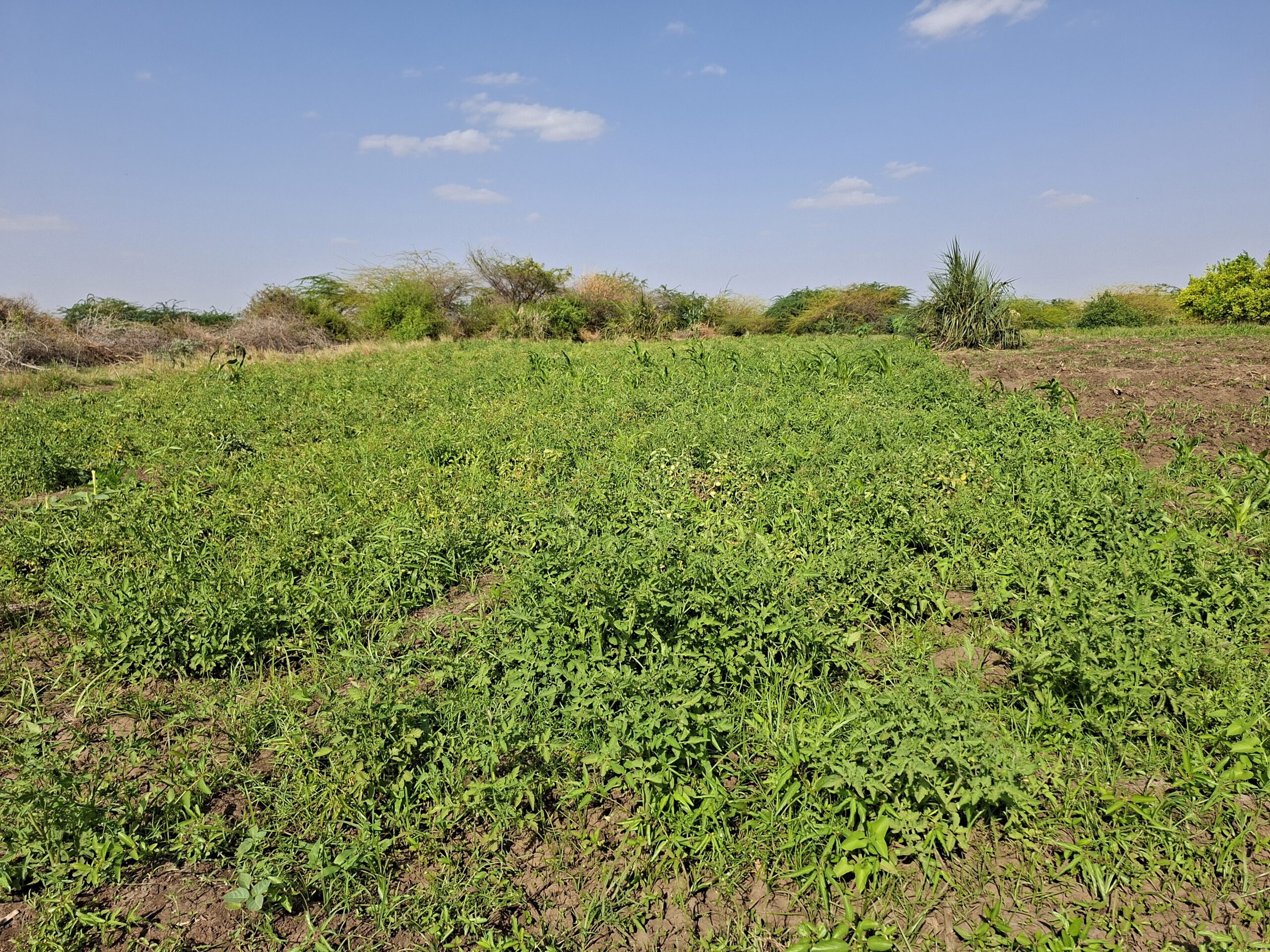 Agroecology restores productivity and resilience for riverine farmers in Busle.